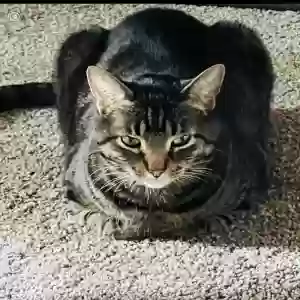 lost male cat banya