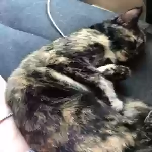 lost female cat brownie