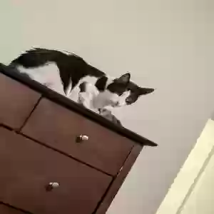 lost female cat kahlua