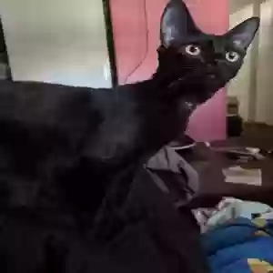 lost female cat pickles