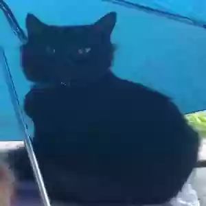 lost male cat coal