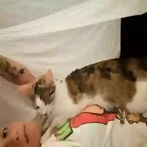 lost female cat nena