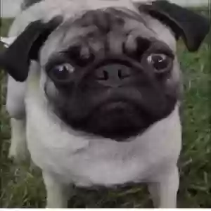 lost male dog paw paw