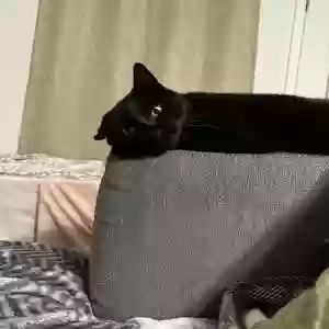 lost male cat phil