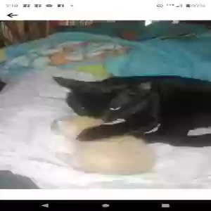 lost female cat unknown