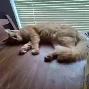 lost male cat uno