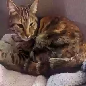 lost female cat tortie