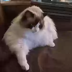 lost female cat heiress “airry”