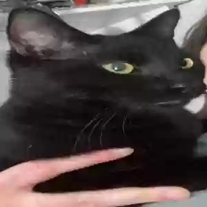 lost male cat sebastian