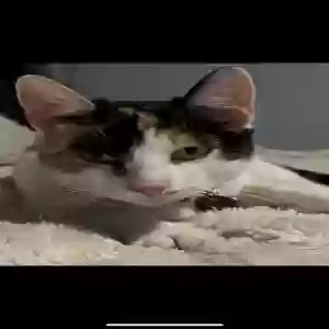 lost female cat cookie