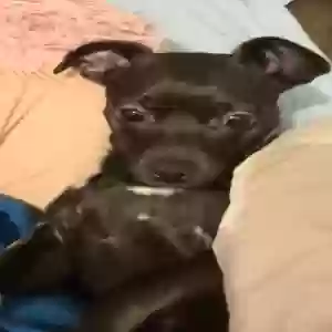 lost female dog lucy