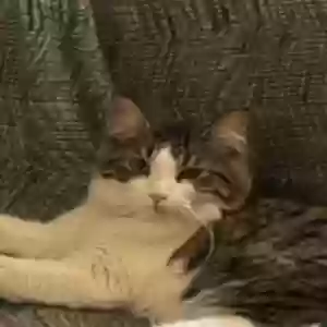 lost male cat comet