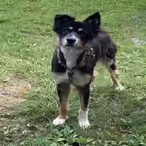 found male dog unknown