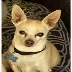 lost male dog sammy