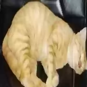 lost male cat waffles