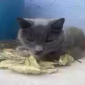 lost female cat smokey
