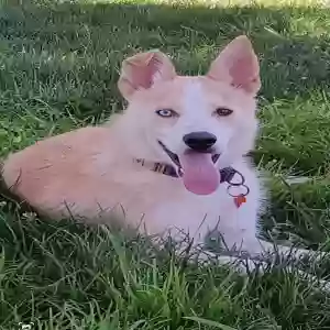 lost female dog honey