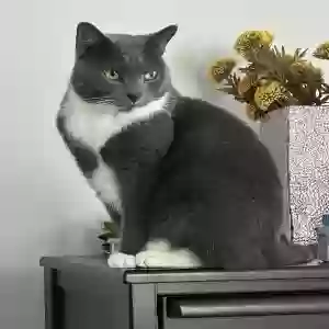 lost male cat charlie