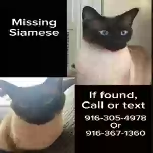lost male cat jasper