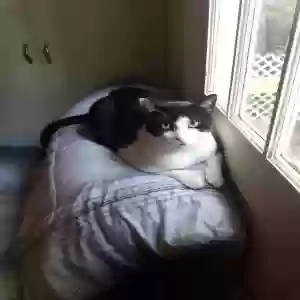 lost male cat unknown