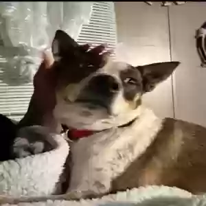 lost male dog domino