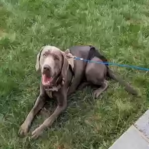 lost female dog kira