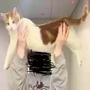 lost male cat toji