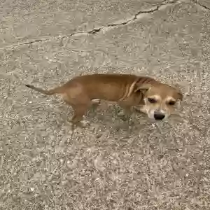 found female dog unknown