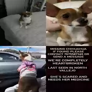 lost female dog petunia