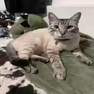lost male cat milo