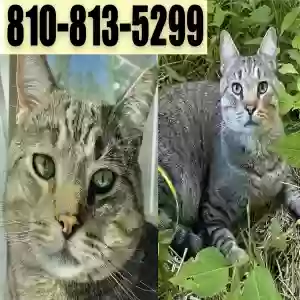 lost male cat beanie