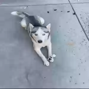 lost female dog loba