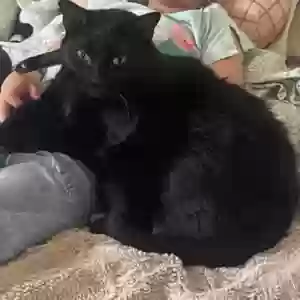 lost male cat phat cat or rune