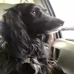 lost female dog shadow