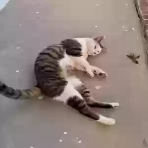 found male cat unknown