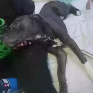 lost male dog duke