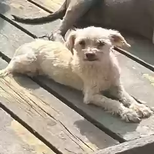 lost female dog bella