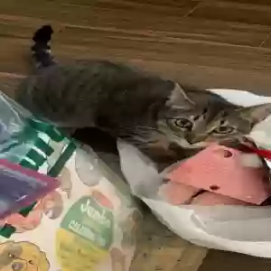 lost male cat striper