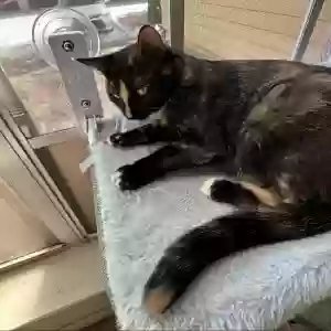 lost female cat peppas
