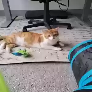 lost male cat swift
