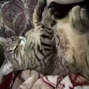 lost male cat menace
