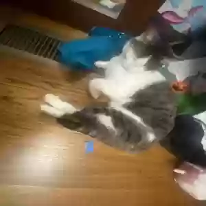 lost female cat luna rollen