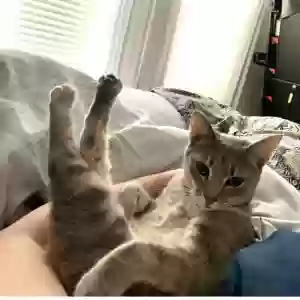 lost male cat romeo