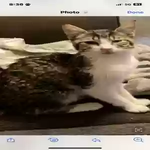 lost female cat luna