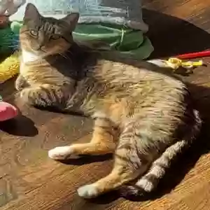 lost female cat tinley