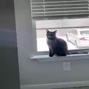lost female cat khloe