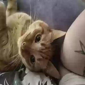 lost male cat orange slice