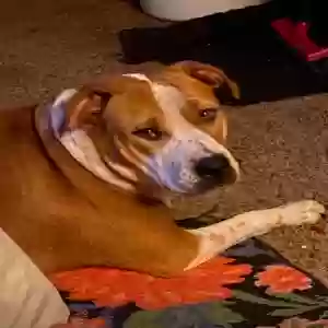 lost female dog pumpkin