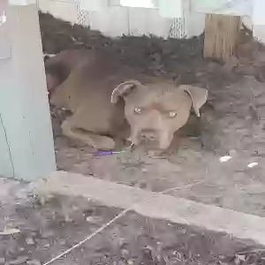 found male dog unknown