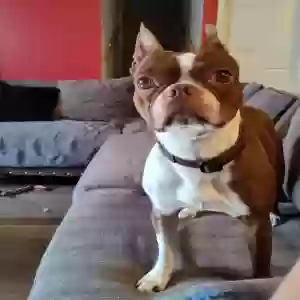 lost male dog nunlee